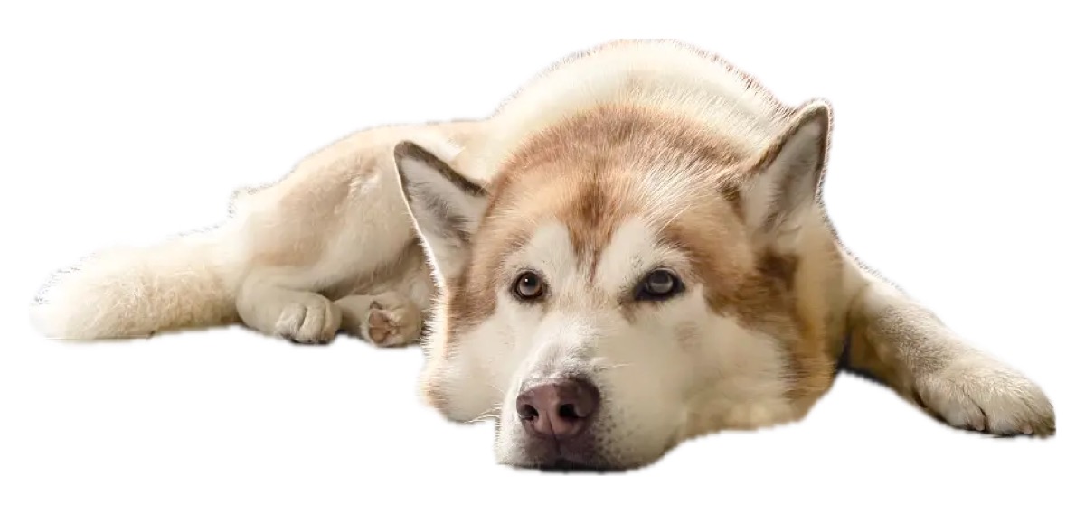 Therapiehund